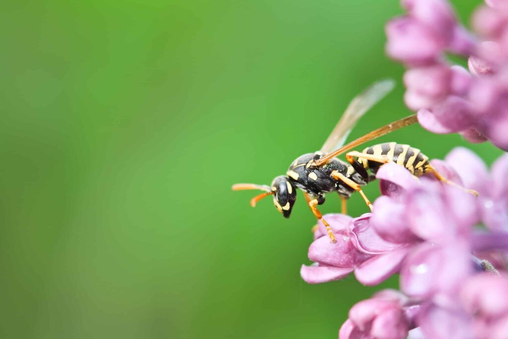 A Close-Up Image Of A Black And Yellow Wasp Perched On A Cluster Of Vibrant Purple Flowers. The Background Is A Smooth, Blurred Green, Emphasizing The Wasp'S Detailed Features And The Delicate Petals Of The Flowers.