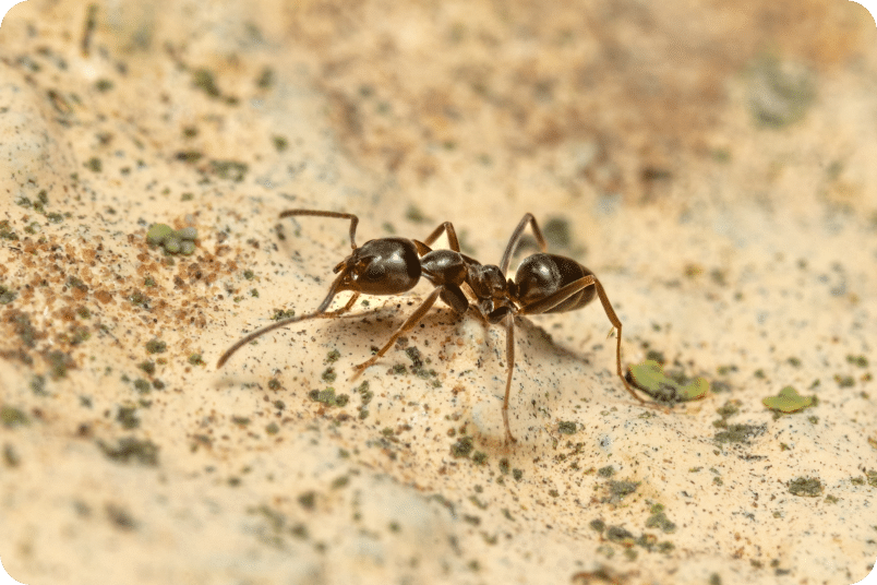 Close-Up Of An Odorous House Ant On A Textured Surface, Showing Its Shiny Brown Body And Long Antennae.