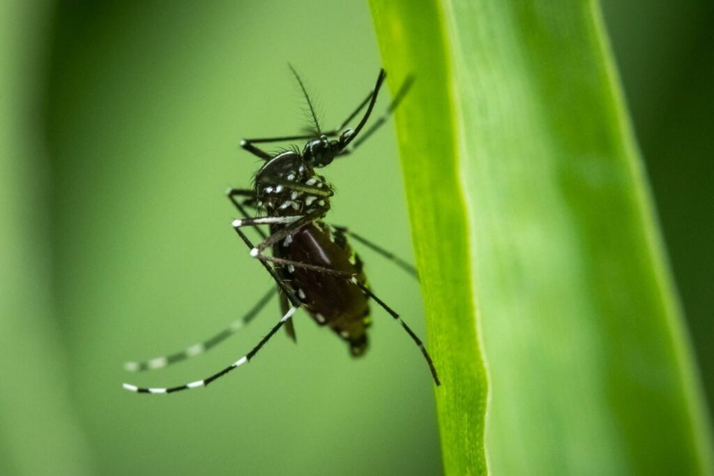 Asian Tiger Mosquito