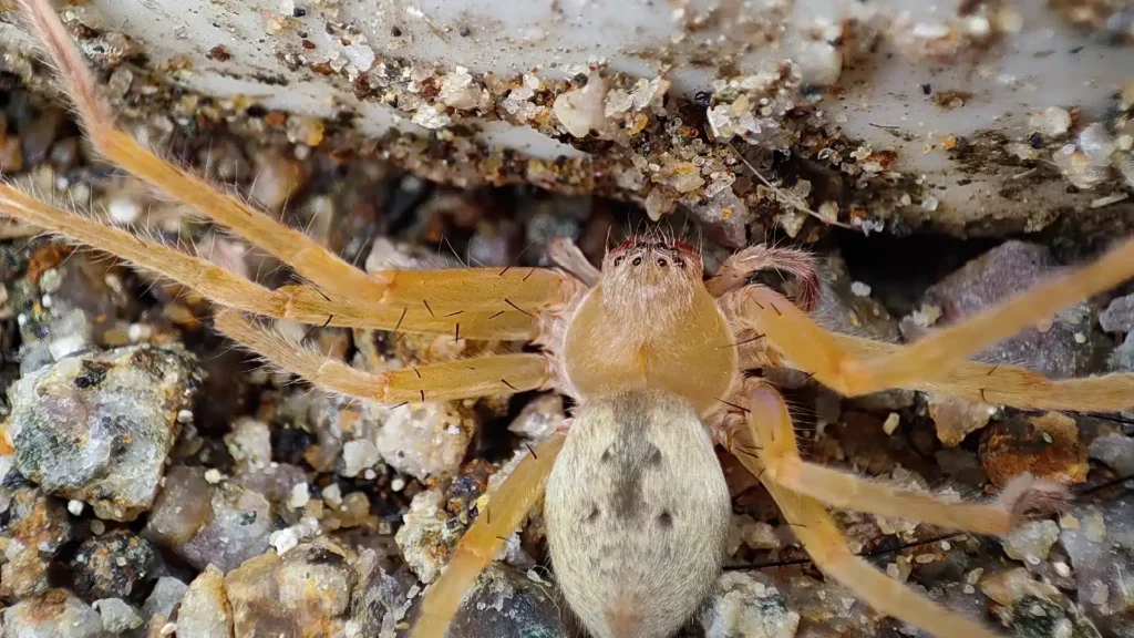 A Brown Recluse Spider On Gravel With A Close-Up View Showing Its Eyes And Legs.