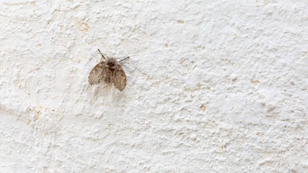 A Drain Fly With Greyish-Brown Wings Rests Camouflaged Against A Textured White Wall, Typical Of Damp Environments.