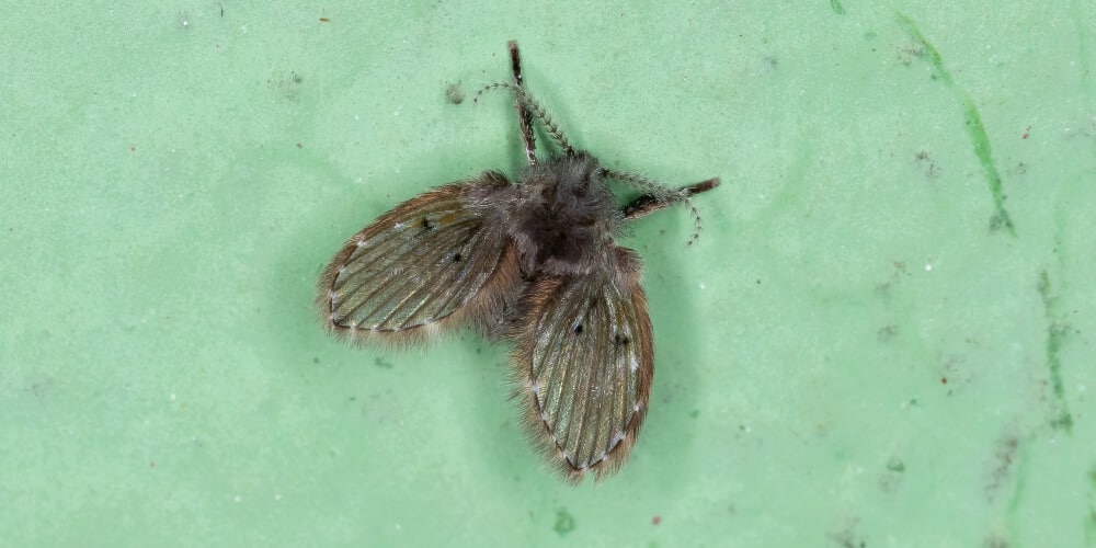 Drain Fly Wings 1 1