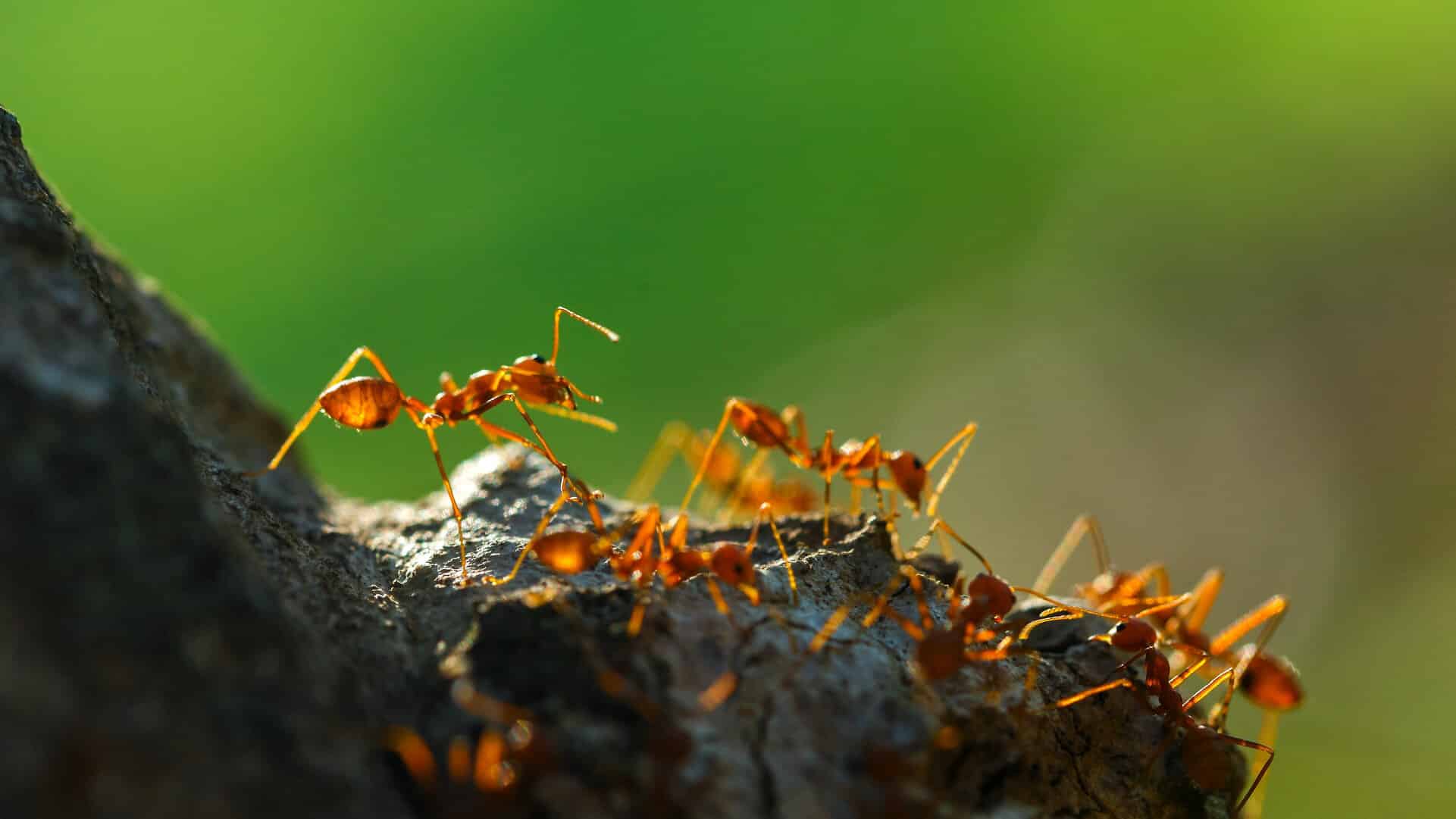 a-guide-to-a-detailed-guide-to-fire-ant-control-aptive-environmental