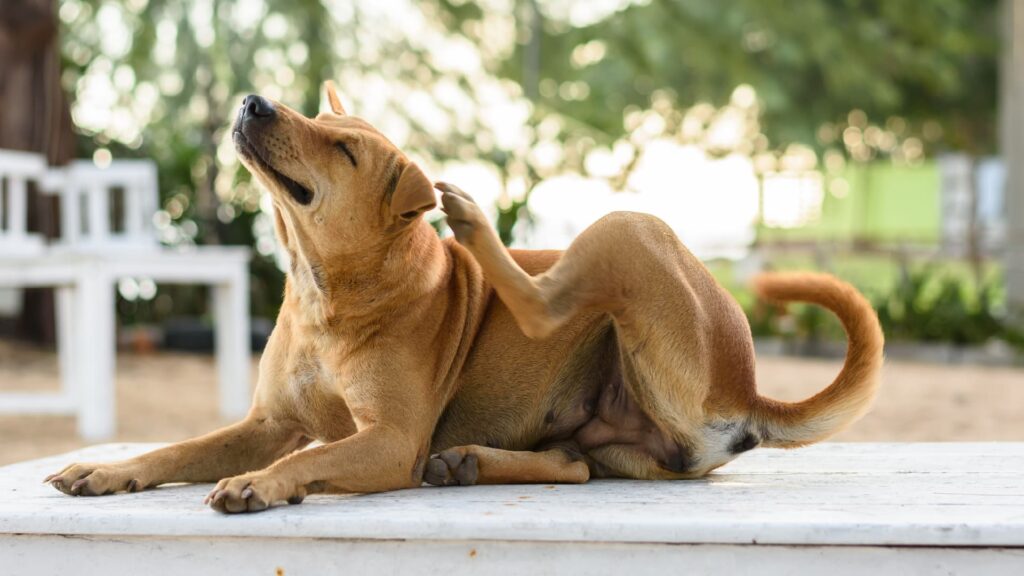 A Brown Dog Lying On A White Bench, Scratching Its Neck With Its Hind Leg. The Background Features Blurred Greenery And Some White Outdoor Furniture, Creating A Serene Outdoor Setting.