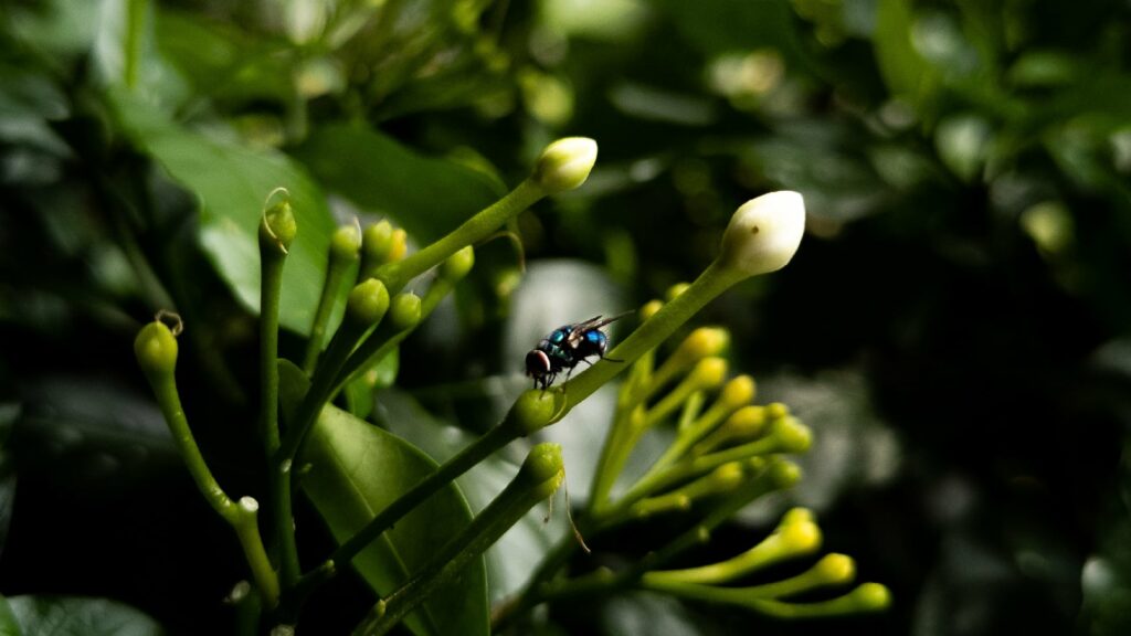 Close-Up Of A Fly Perched On A Green Plant With Buds, Surrounded By Lush Green Foliage.