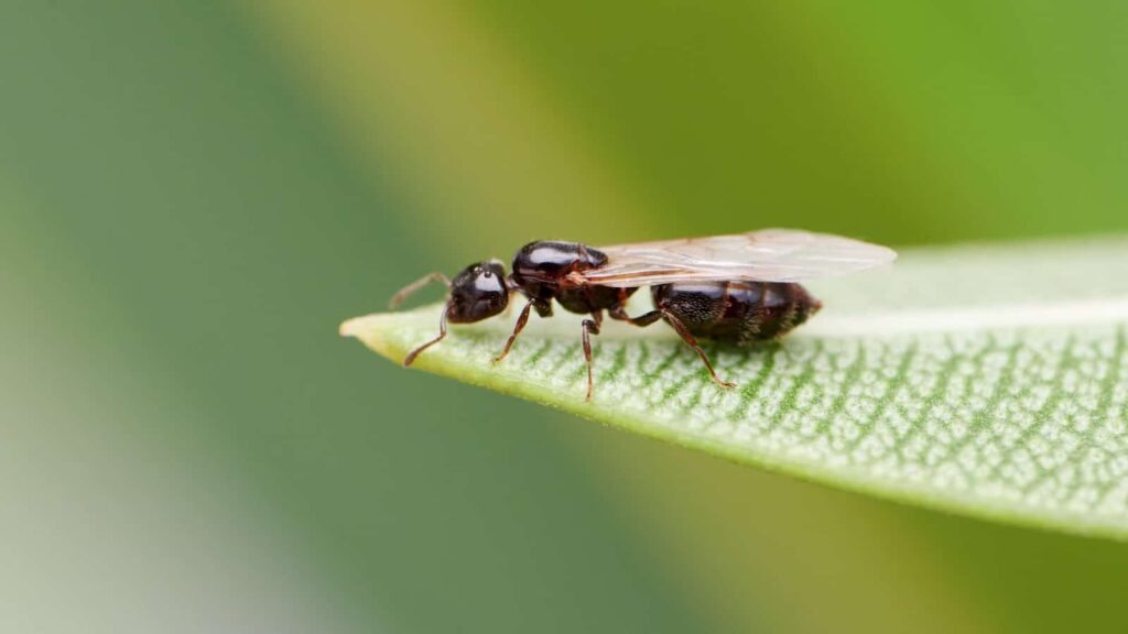 Close-Up Of A Winged Carpenter Ant Perched Delicately On The Edge Of A Green Leaf, With A Soft-Focus Green Background.