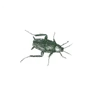 Illustration_of_boxelder_bug