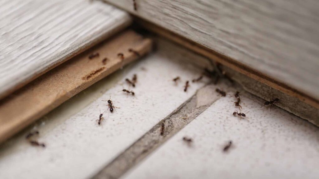 A Group Of Ants Marching Along The Junction Of A White Wall And A Wooden Frame, Demonstrating Common Household Pest Activity.