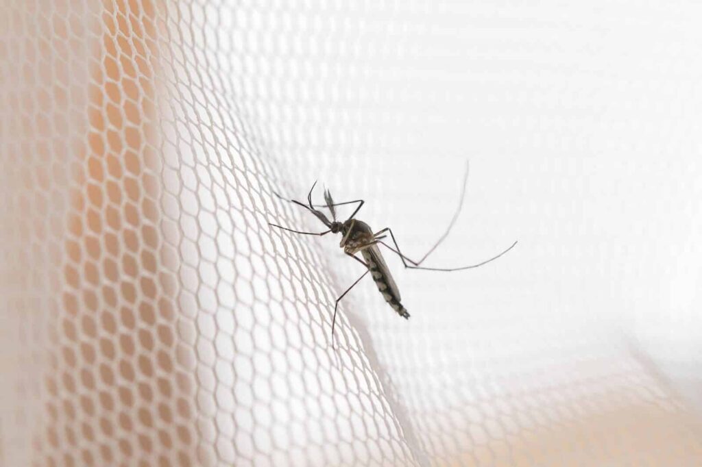 Close-Up Of An Anopheles Mosquito With A Striped Body And Long Legs, Resting On A Mesh Screen, Highlighting Its Detailed Body Structure.