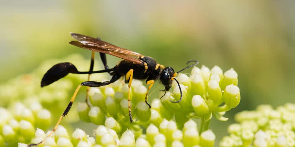 Mud Dauber 1