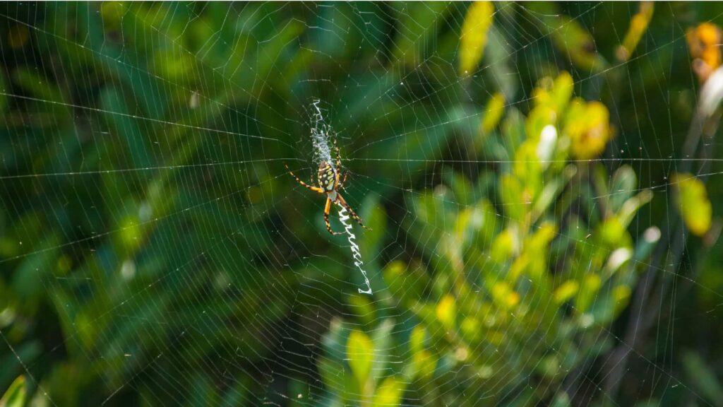 Close-Up Of An Orb Weaver Spider Positioned At The Center Of A Large Web, With A Green And Yellow Foliage Background.