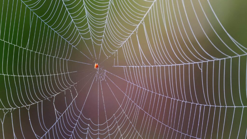 Close-Up Of A Small Orange Spider In The Center Of A Large, Intricate Web With A Green And Purple Blurred Background.