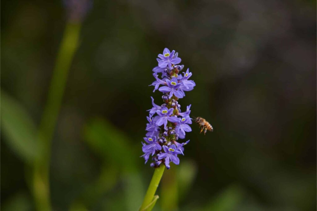 Bee Pollinating A Hyacinth Flower.