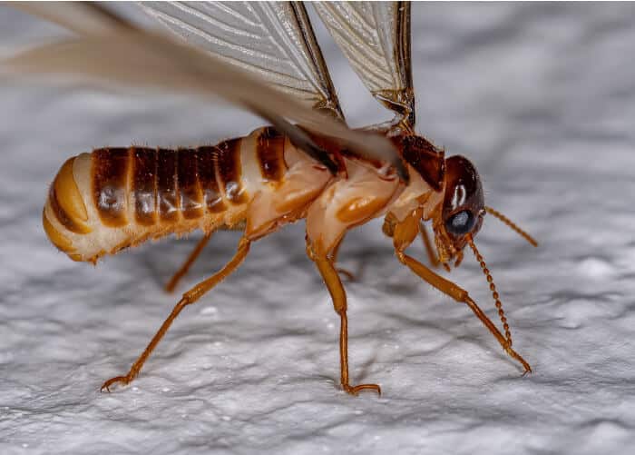 Extreme Close-Up Of A Termite With Translucent Wings, Showing Detailed Texture Of Its Body And Wings On A White Background.