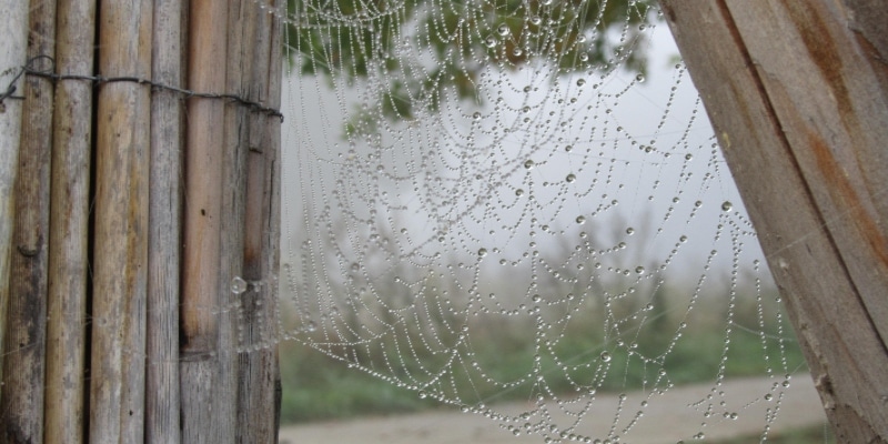 A Spider Web Covered In Dew Drops Stretched Between Wooden Poles With A Blurred Background.