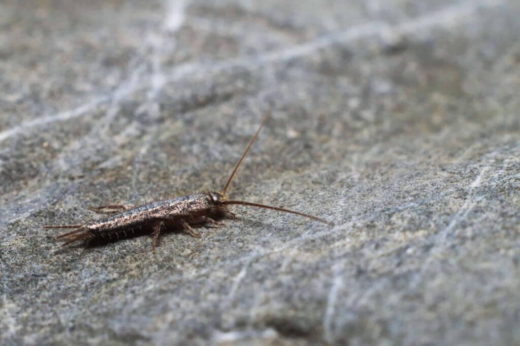 A Close-Up Image Of A Silverfish Insect On A Gray Stone Surface.