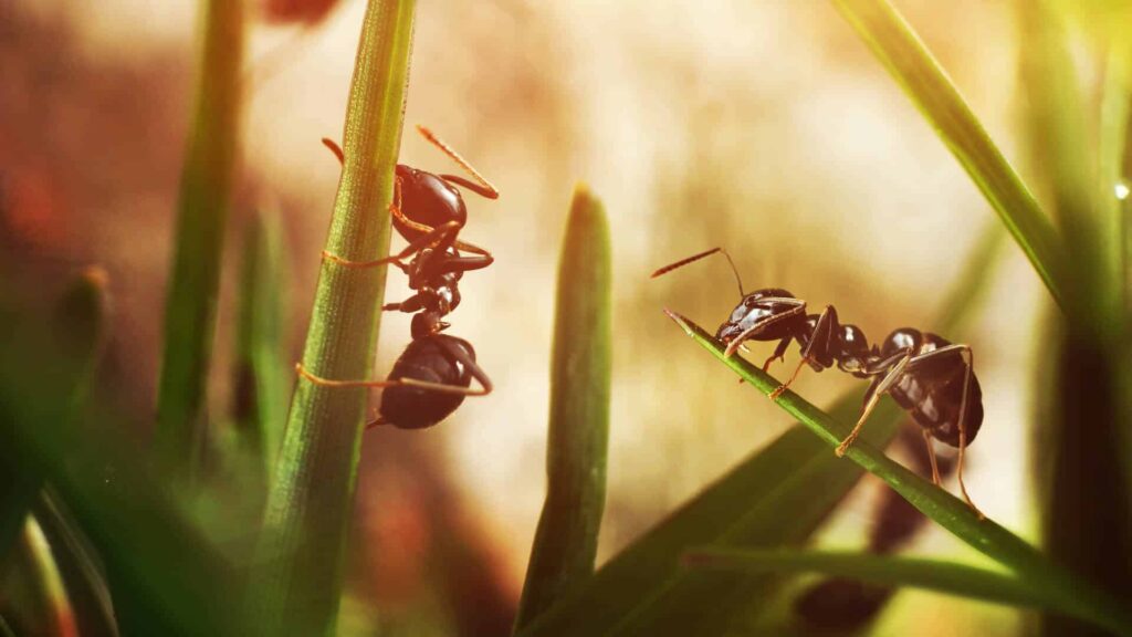 Two Black Ants Climbing On Green Blades Of Grass, Illuminated By A Warm Sunlight.