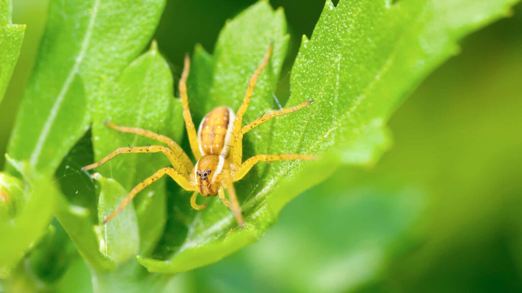 Green Lynx Spider On A Green Leaf