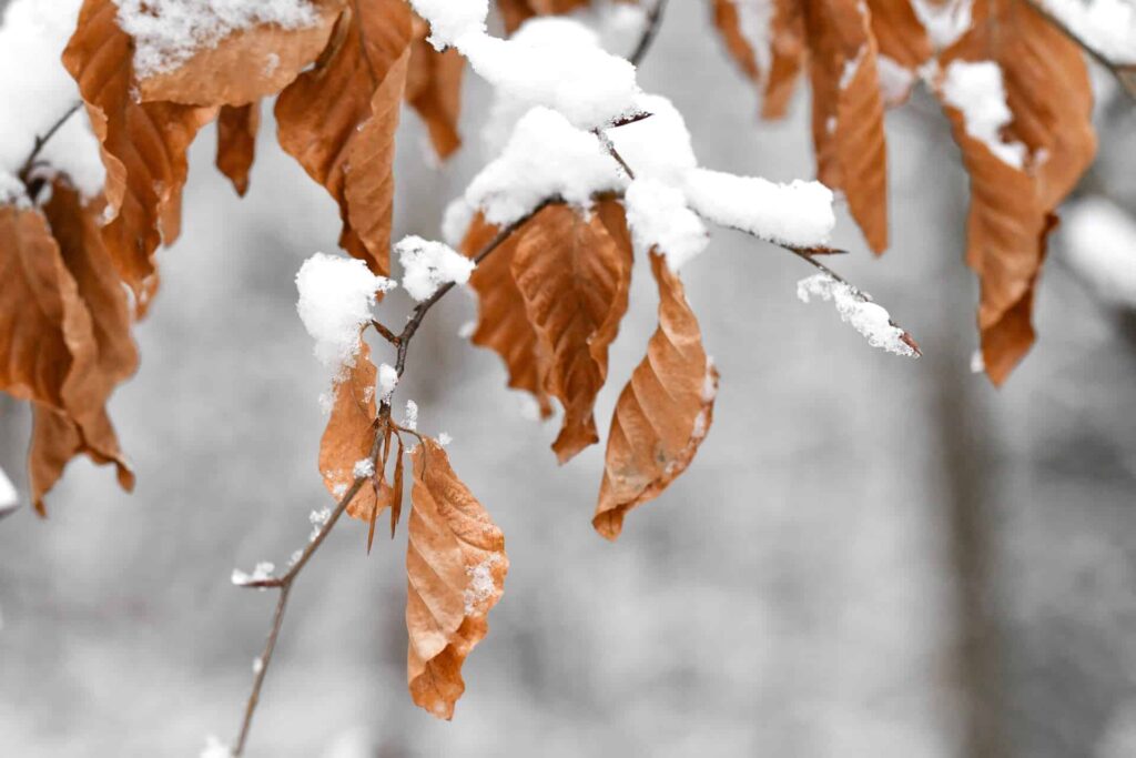 Close-Up Of Dried Brown Leaves Covered In Fresh Snow, Highlighting The Contrast Between The Warm Autumn Colors And The Cold Winter White.