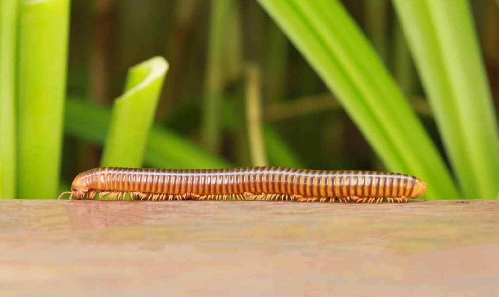 A Brown Millipede With Numerous Legs Crawling On A Surface With Green Plants In The Background.