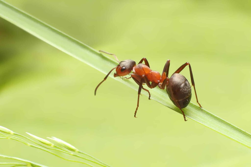 A Red Ant Walking On A Green Blade Of Grass With A Blurred Green Background.