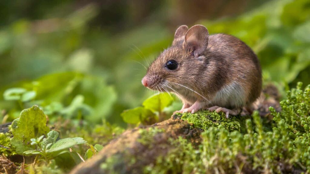 A Brown Mouse With A White Belly Standing On A Mossy Log Surrounded By Green Foliage.