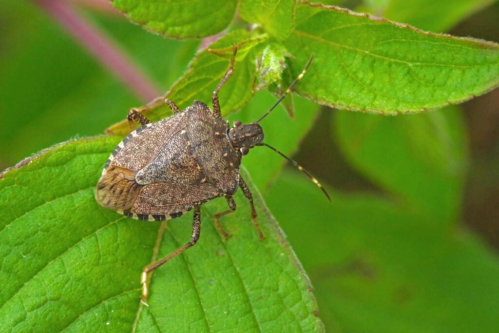 A Brown Marmorated Stink Bug On A Green Leaf.