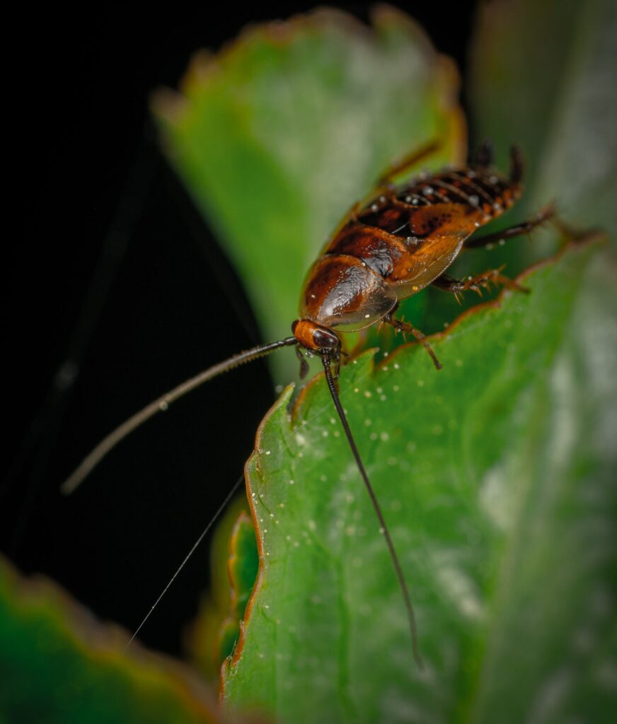 A Close-Up Of A German Cockroach Perched On The Edge Of A Green Leaf, Showcasing Its Long Antennae And Detailed Body.