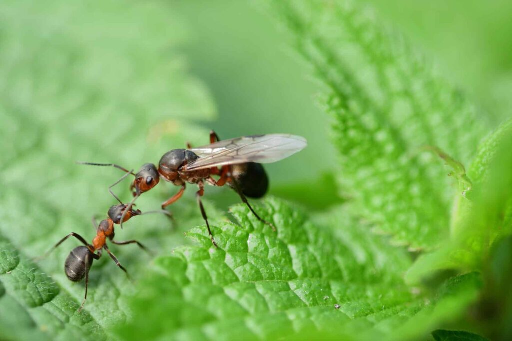 Close-Up Of Two Red Ants, One With Wings, Interacting On A Green Leaf.