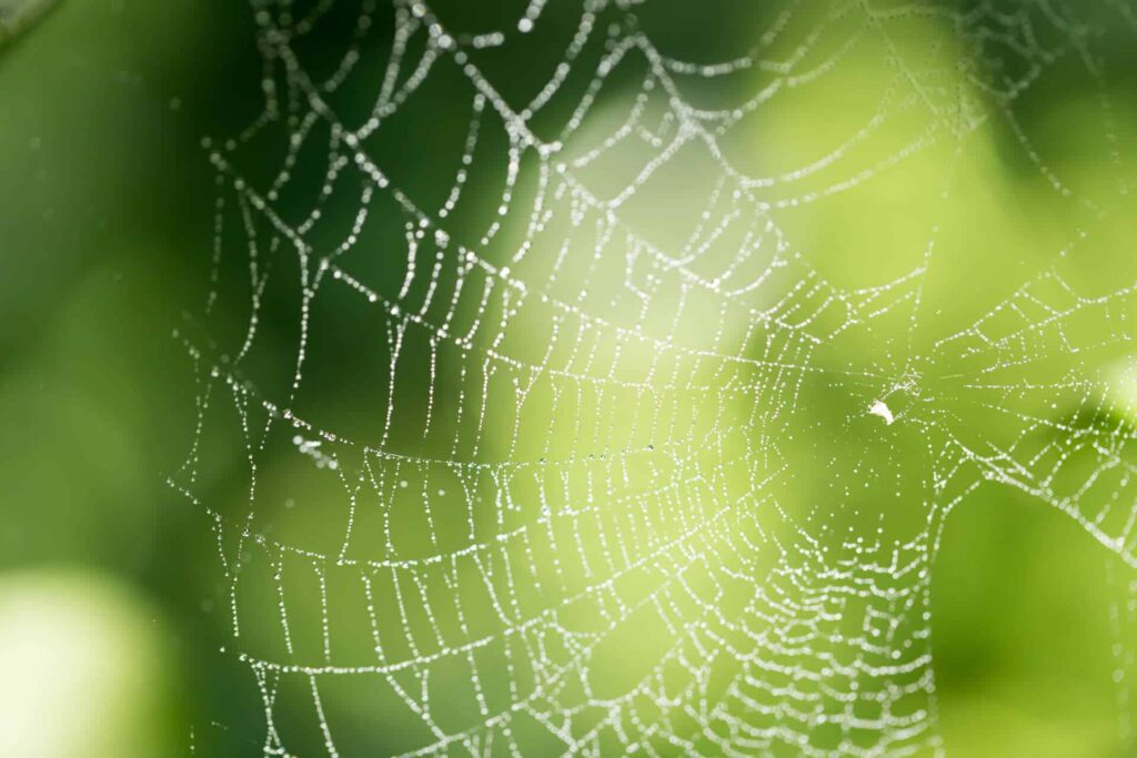 A Spider Web With Dew Drops Glistening In The Morning Light, Against A Blurred Green Background.