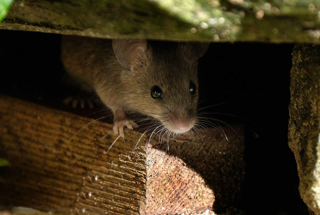 A House Mouse With Gray Fur Peeking Out From A Dark Crevice In Wooden Planks.