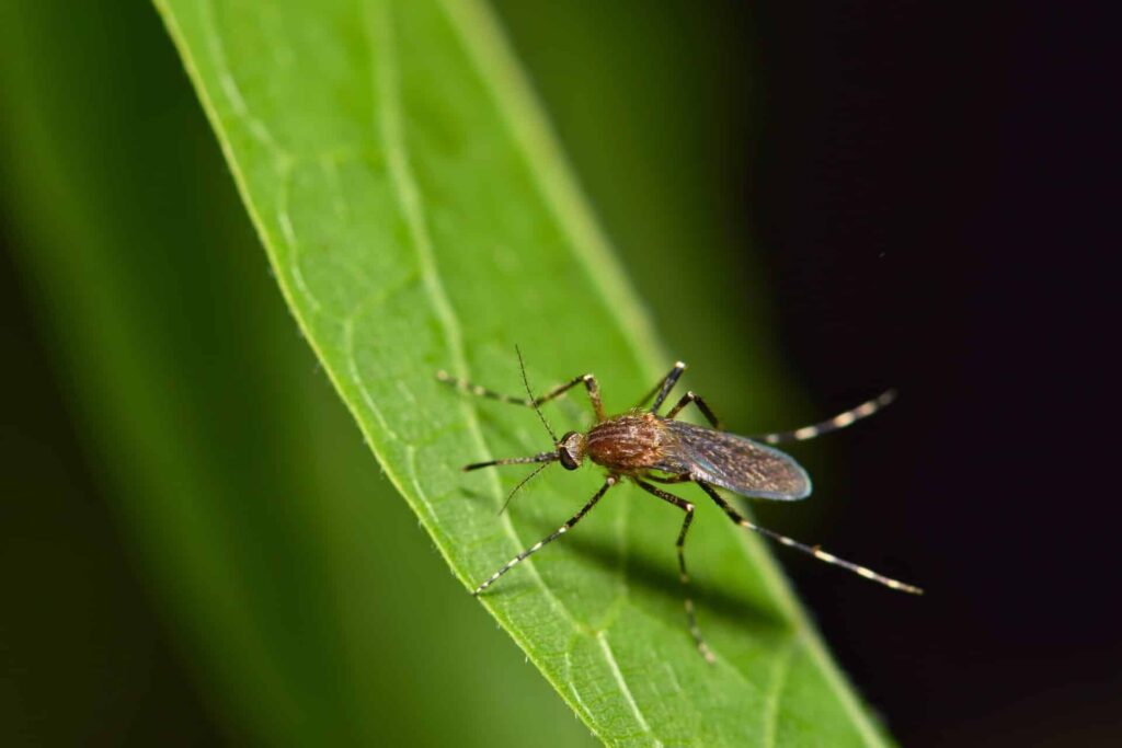 Close-Up Of A Brown Mosquito Perched On A Green Leaf, With A Dark Background Highlighting The Details Of Its Wings And Legs.