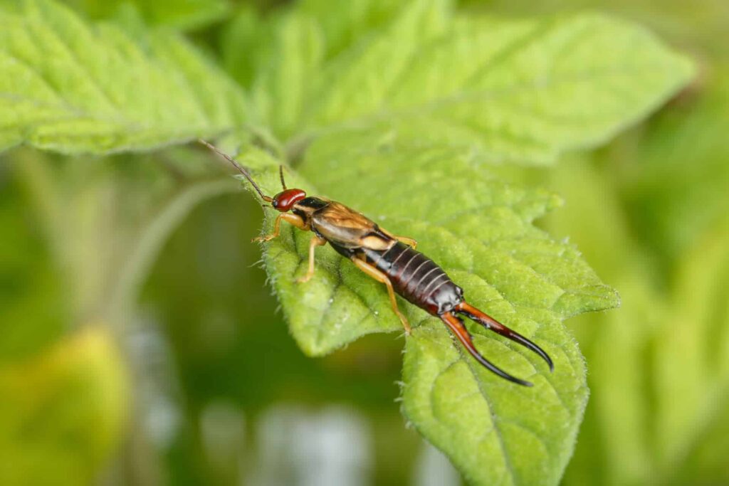 An Earwig With Reddish-Brown Pincers On A Green Leaf.