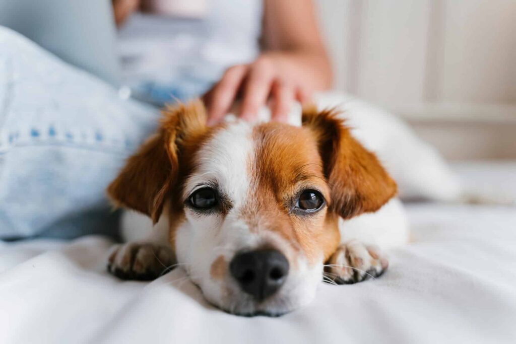 A Close-Up Of A Small Brown And White Dog Resting Its Head On A White Bed, With A Person'S Hand Gently Petting Its Back.