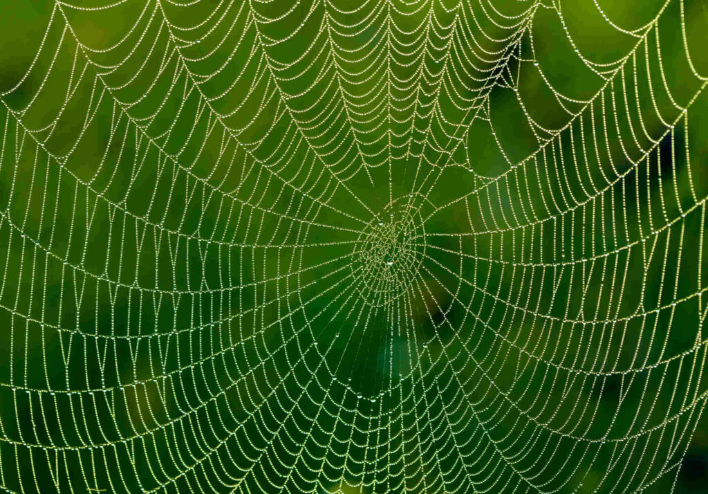 A Detailed Close-Up Image Of A Spider Web Covered In Dew Drops, Set Against A Blurred Green Background.