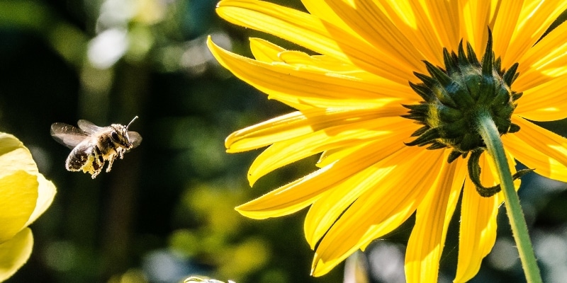 A Bee Is Flying Towards A Large Yellow Flower In A Garden Setting. The Flower Is In Full Bloom, Showcasing Its Vibrant Yellow Petals And Green Stem.