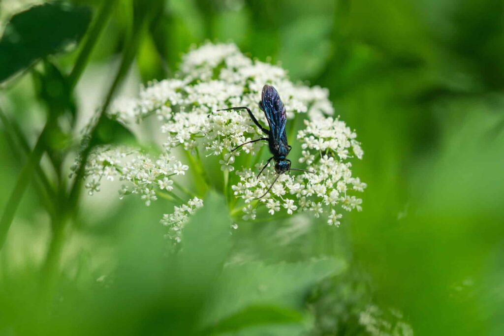 Black Wasp Perched On White Flowers, Surrounded By Lush Green Foliage.