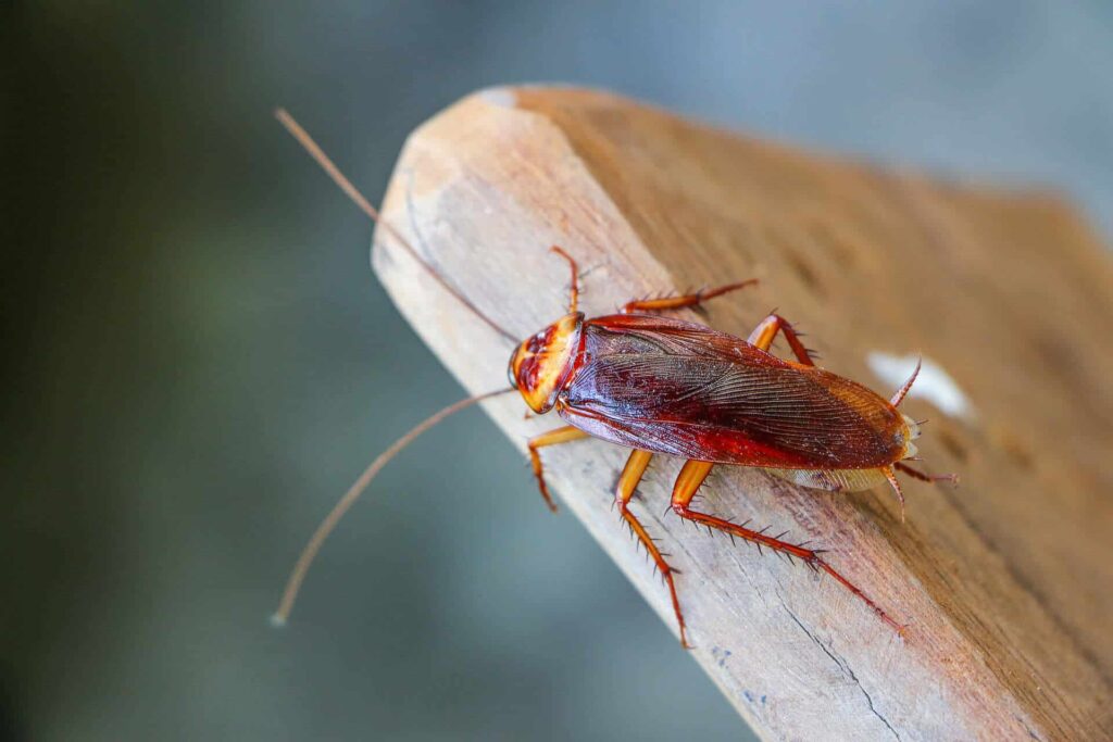 A Close-Up Image Of A Brown Cockroach On A Wooden Surface With A Blurred Background.