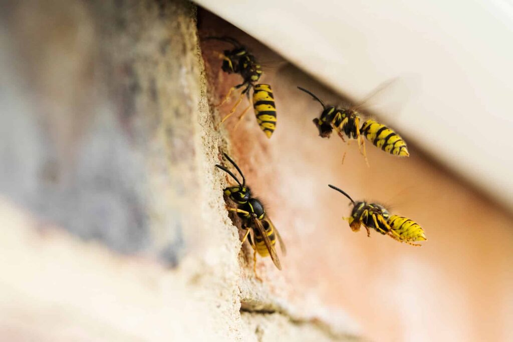 Yellowjackets Entering And Exiting A Hole In A Brick Wall Nest.