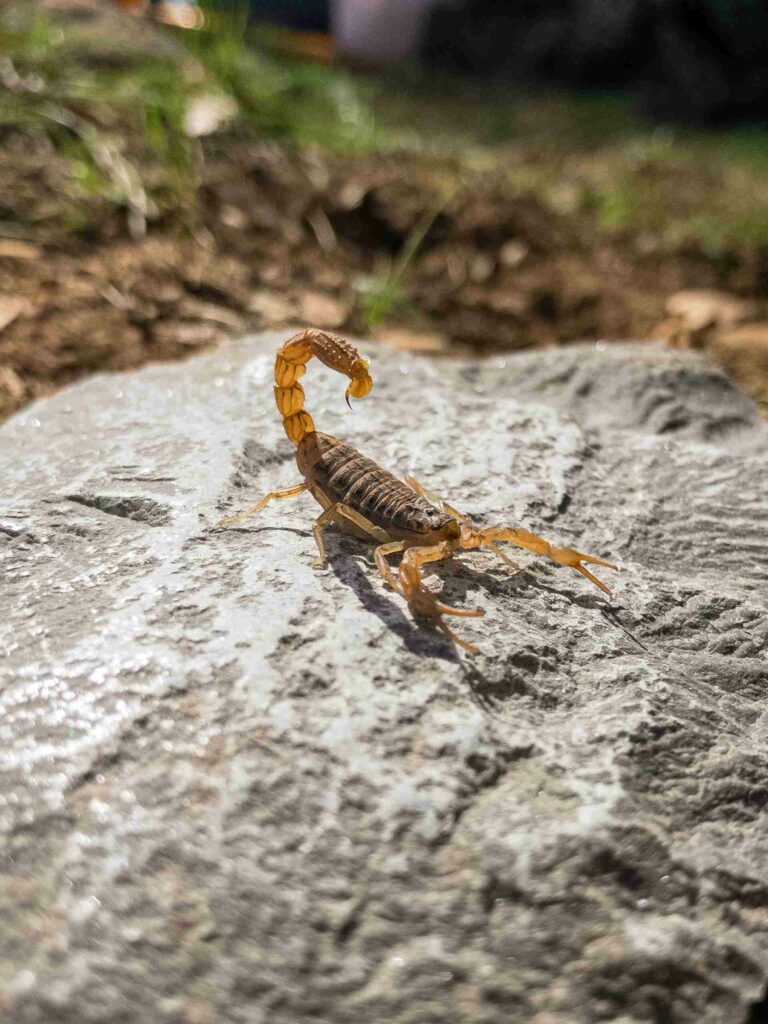 A Brown Scorpion With Its Tail Raised, Sitting On A Rock.