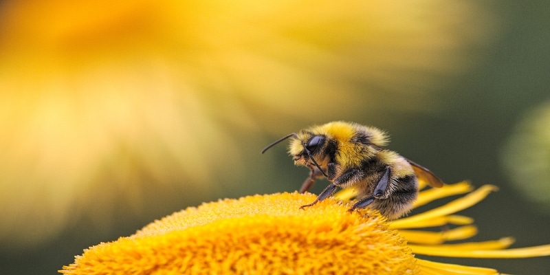 Close-Up Of A Bumblebee On A Vibrant Yellow Flower With A Blurred Background.