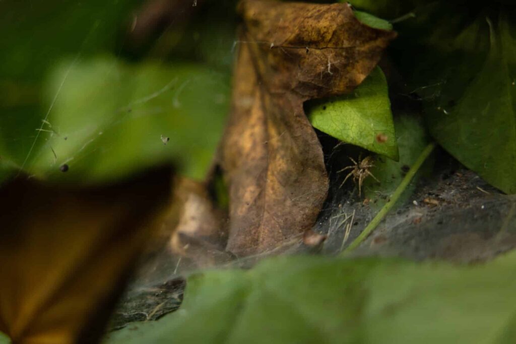 A Small Spider On A Web Among Green And Brown Leaves.