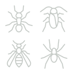 A set of four minimalist green icons on a black background, each depicting different types of insects: an ant, a cockroach, a wasp, and a spider. The simple line art style effectively communicates the distinctive physical features of each insect, useful for educational or informational purposes.