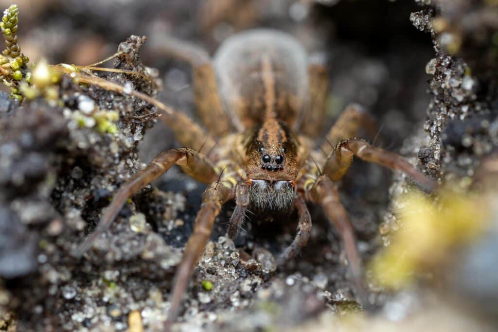 A Detailed Close-Up Image Of A Wolf Spider, Showcasing Its Eyes And Hairy Body, Positioned On A Sandy And Rocky Surface With Small Plants.