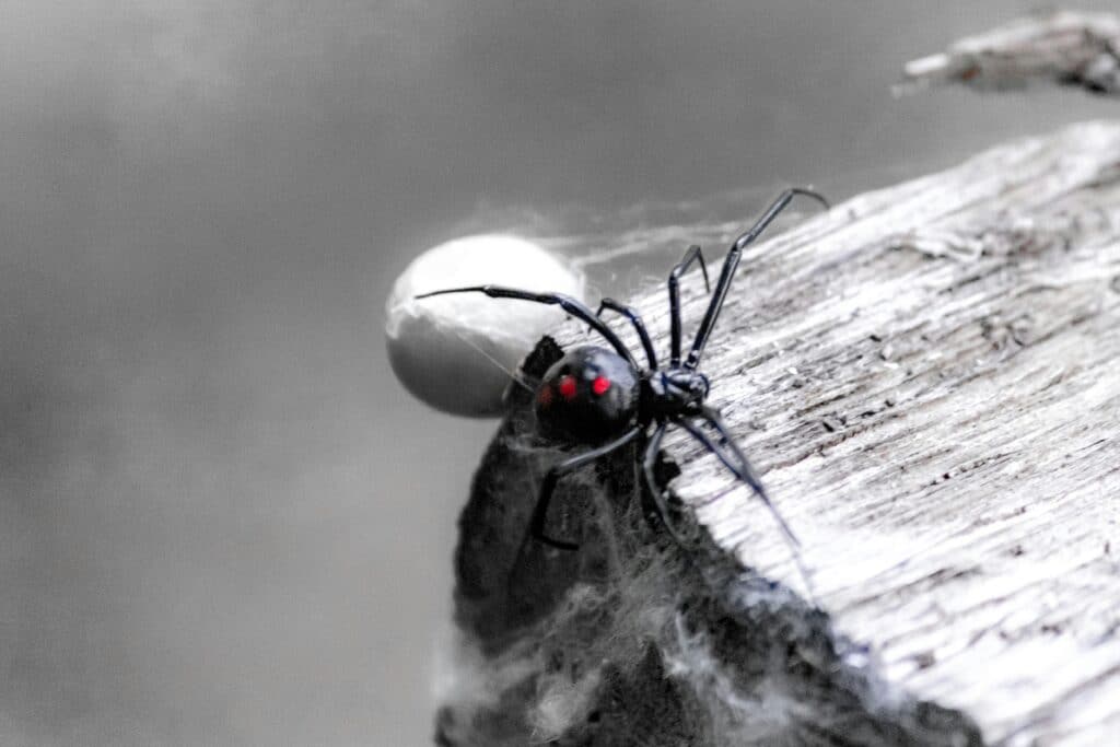 A Detailed Close-Up Image Of A Black Widow Spider With Its Red Hourglass Marking On A Wooden Surface, Positioned Near Its Egg Sac.