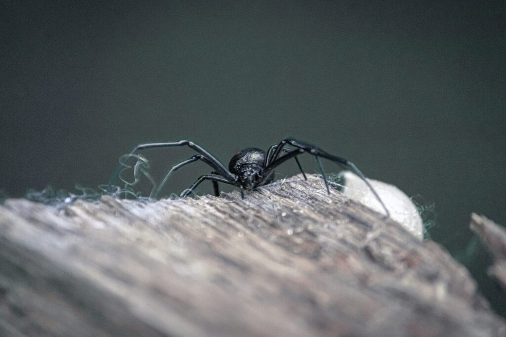 A Detailed Close-Up Image Of A Black Widow Spider On A Wooden Surface, With Its Egg Sac Partially Visible In The Background.