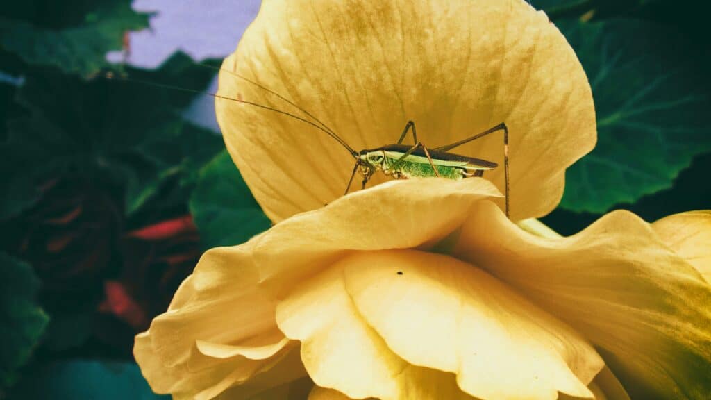 A Close-Up Image Of A Green Cricket Resting On A Large Yellow Flower, With Surrounding Foliage Slightly Visible.