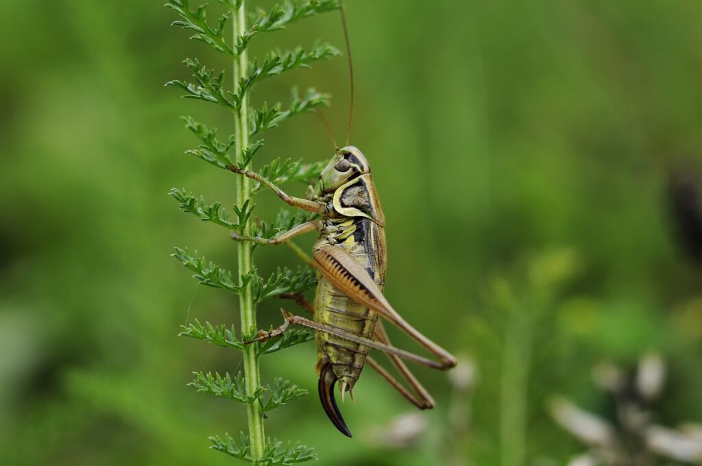 A Close-Up Image Of A Cricket Perched On A Green Plant Stem, With A Blurred Natural Background.