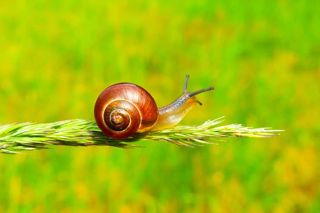 A Close-Up Image Of A Snail With A Brown Shell Crawling Along A Green Blade Of Grass Against A Bright Green Background.