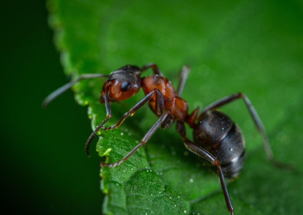 A Close-Up Macro Image Of An Argentine Ant (Linepithema Humile) On A Green Leaf. The Ant’s Segmented Body, Including Its Reddish-Brown Head And Large Black Abdomen, Is Sharply In Focus Against The Blurred Green Background.